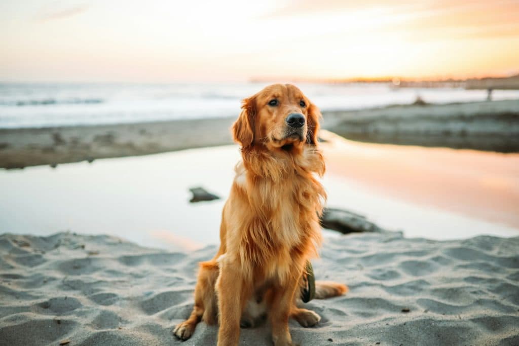 Geelong is your next destination for a pet-friendly holiday